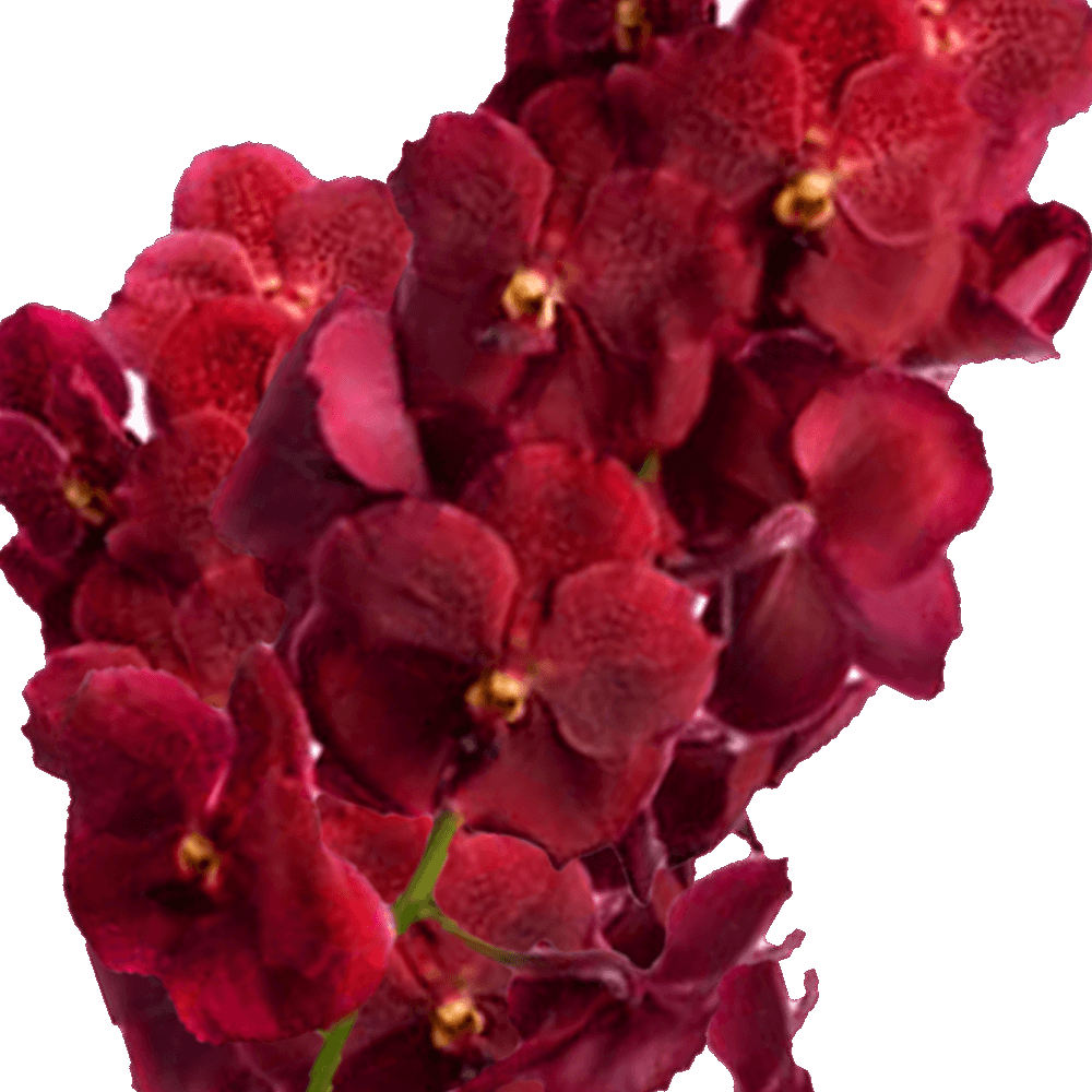 Red Vanda Orchid Flower  Transparent Clipart