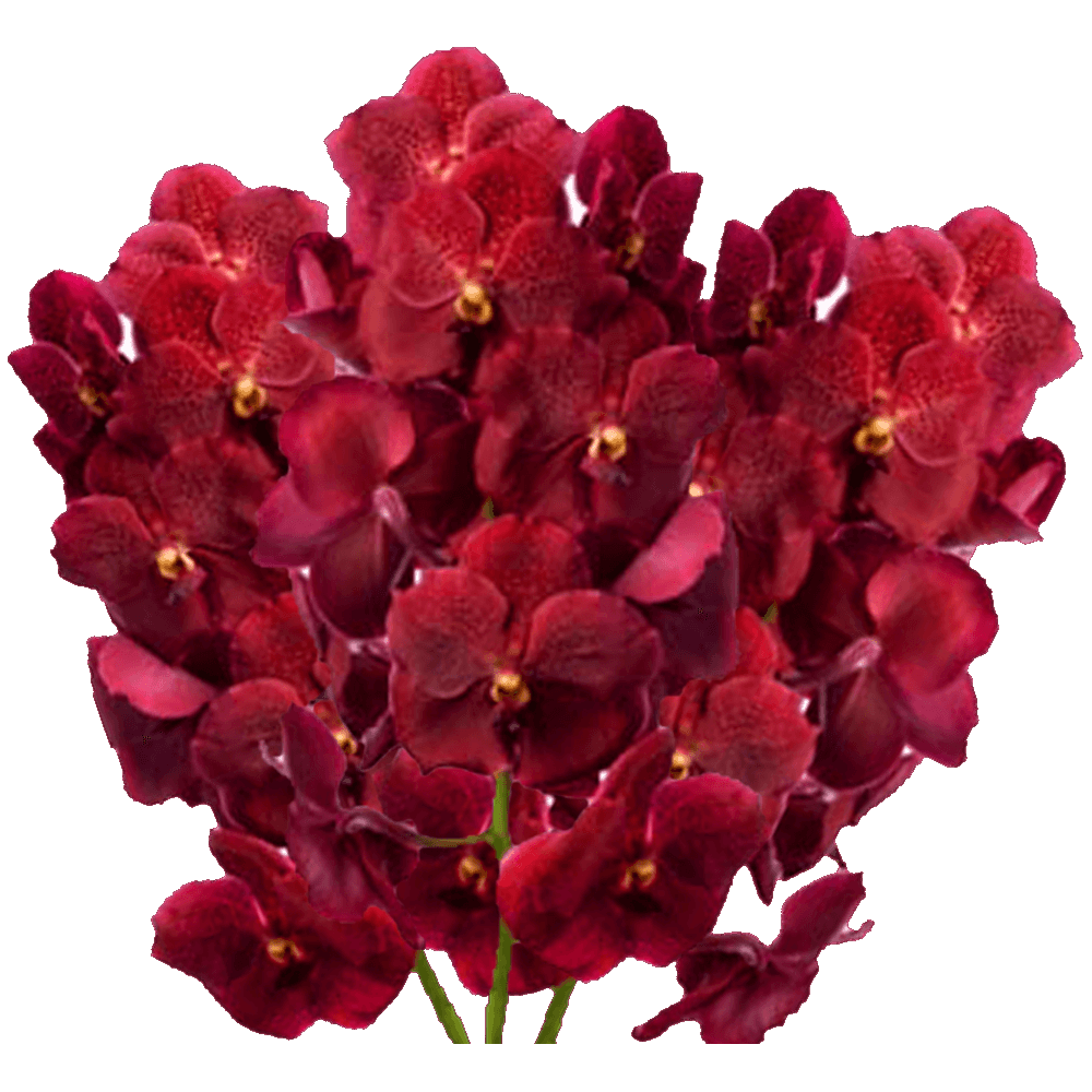 Red Vanda Orchid Flower  Transparent Gallery