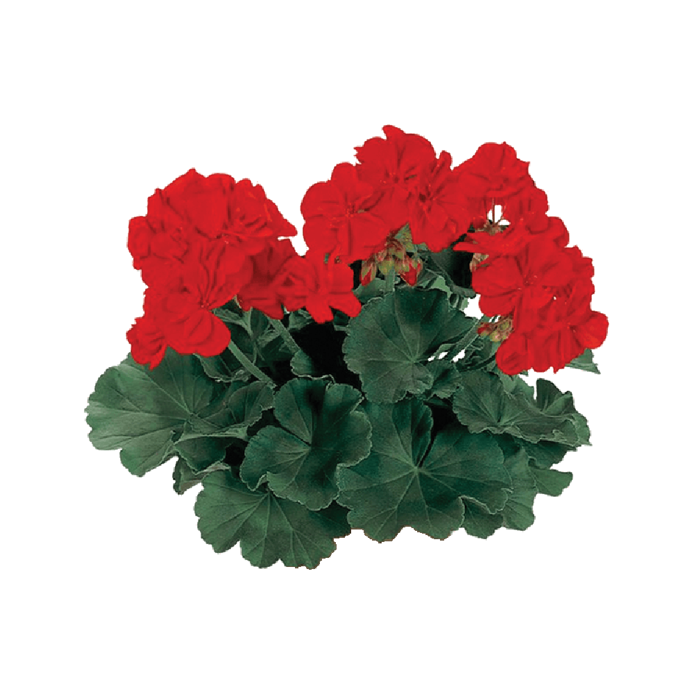 Red Zonal Geranium  Transparent Image