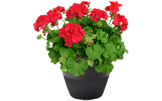 Red Zonal Geranium PNG