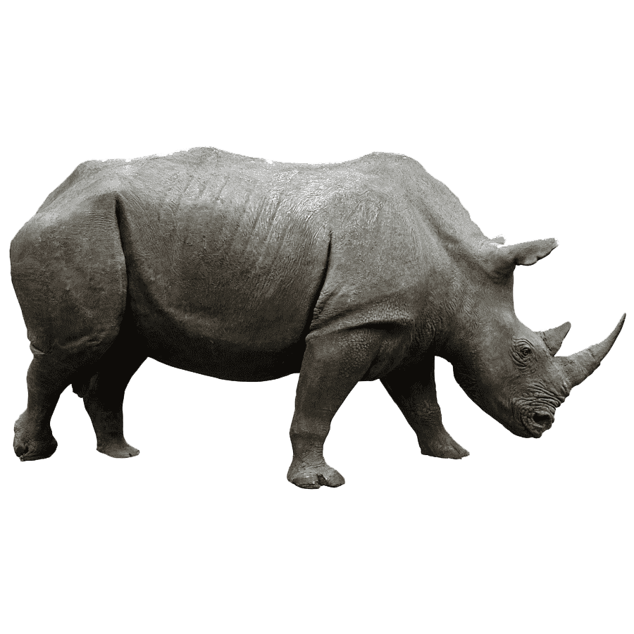 Rhinoceros Transparent Clipart
