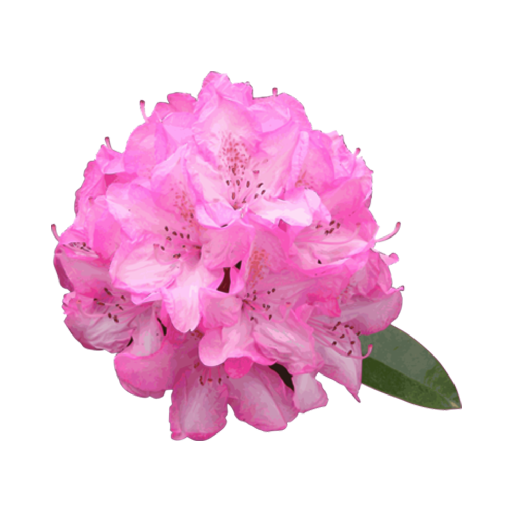 Rhododendron  Transparent Image