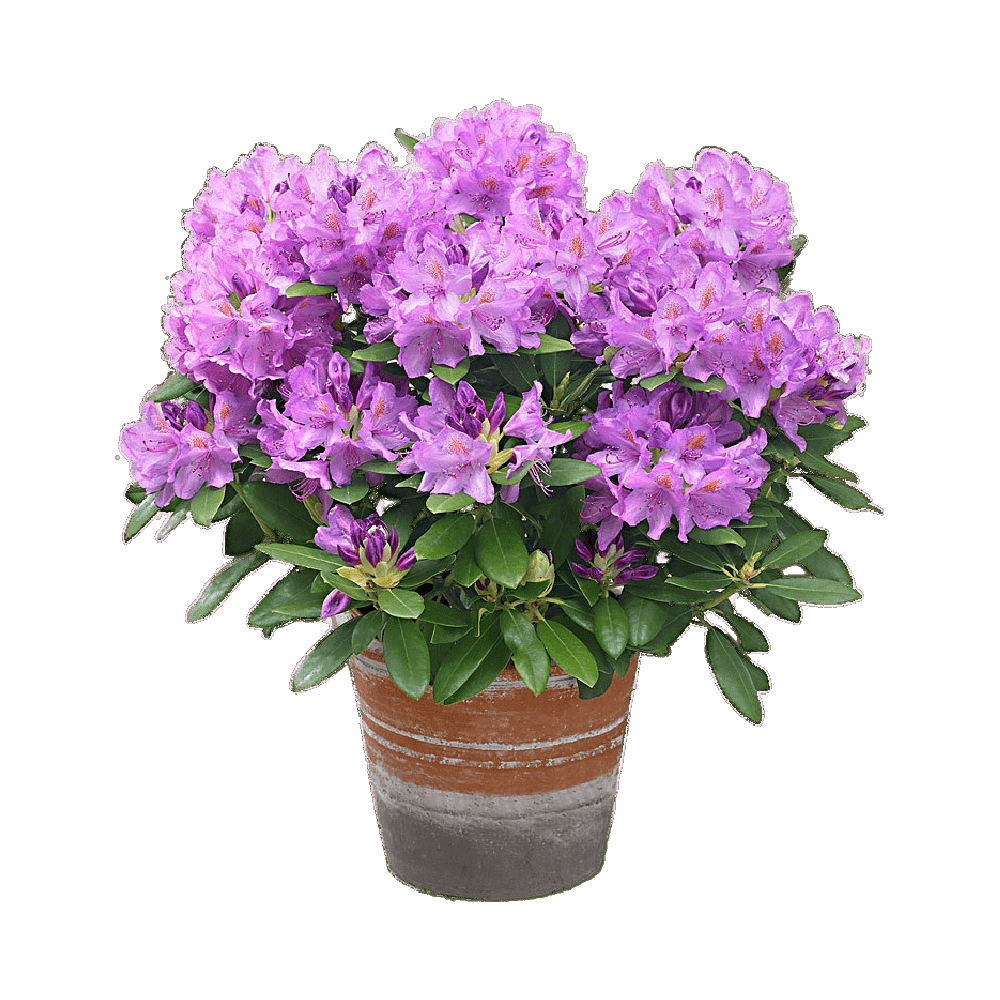 Rhododendron Transparent Picture