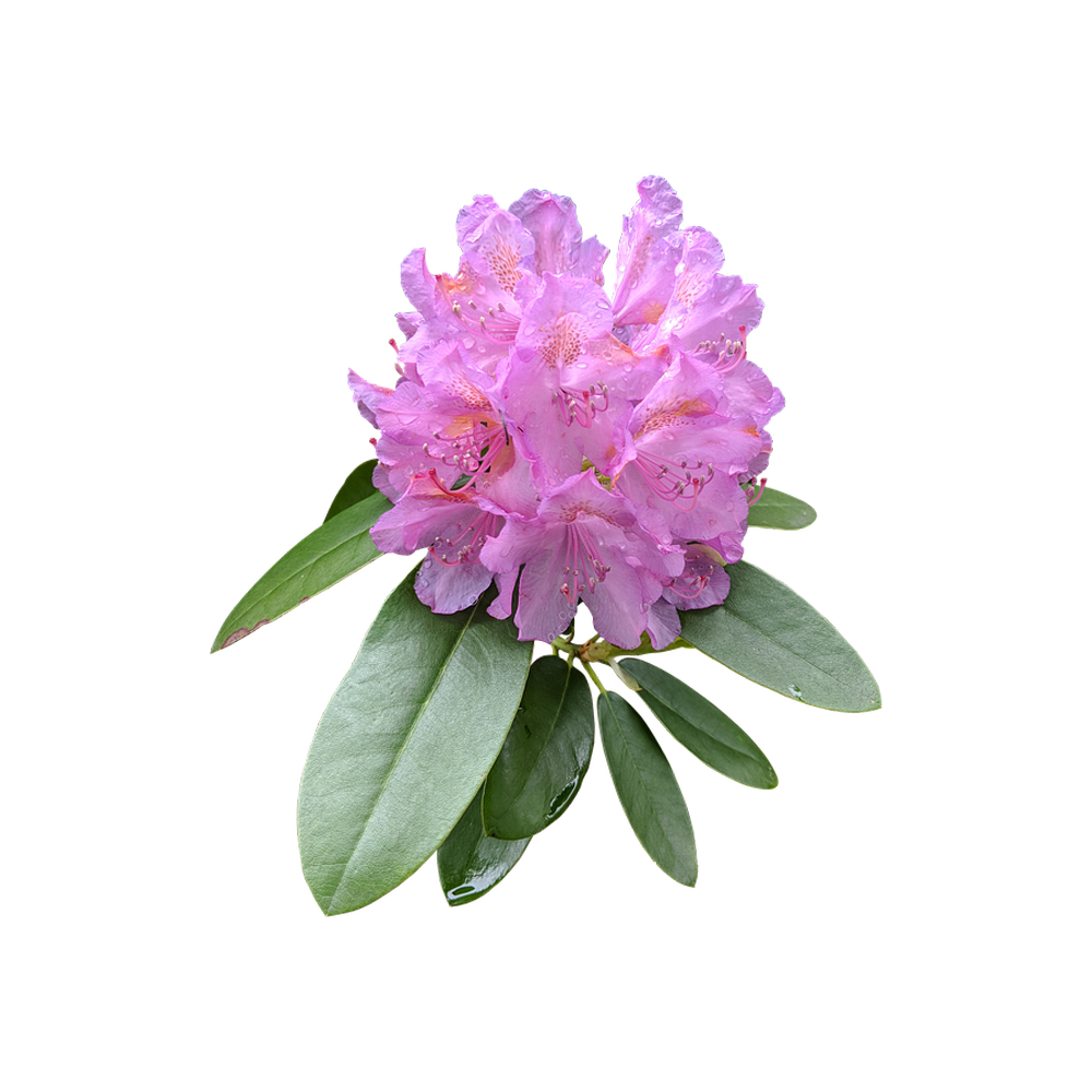 Rhododendron  Transparent Clipart