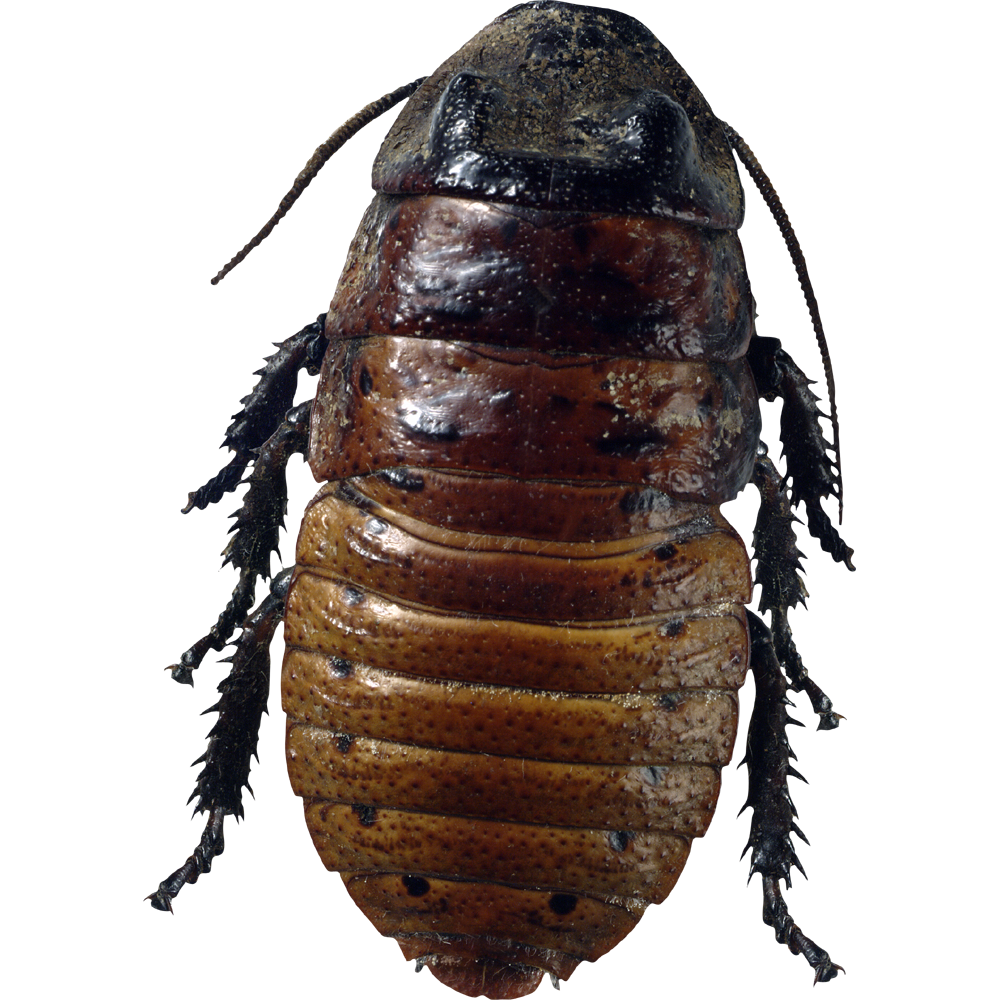Roach Transparent Image