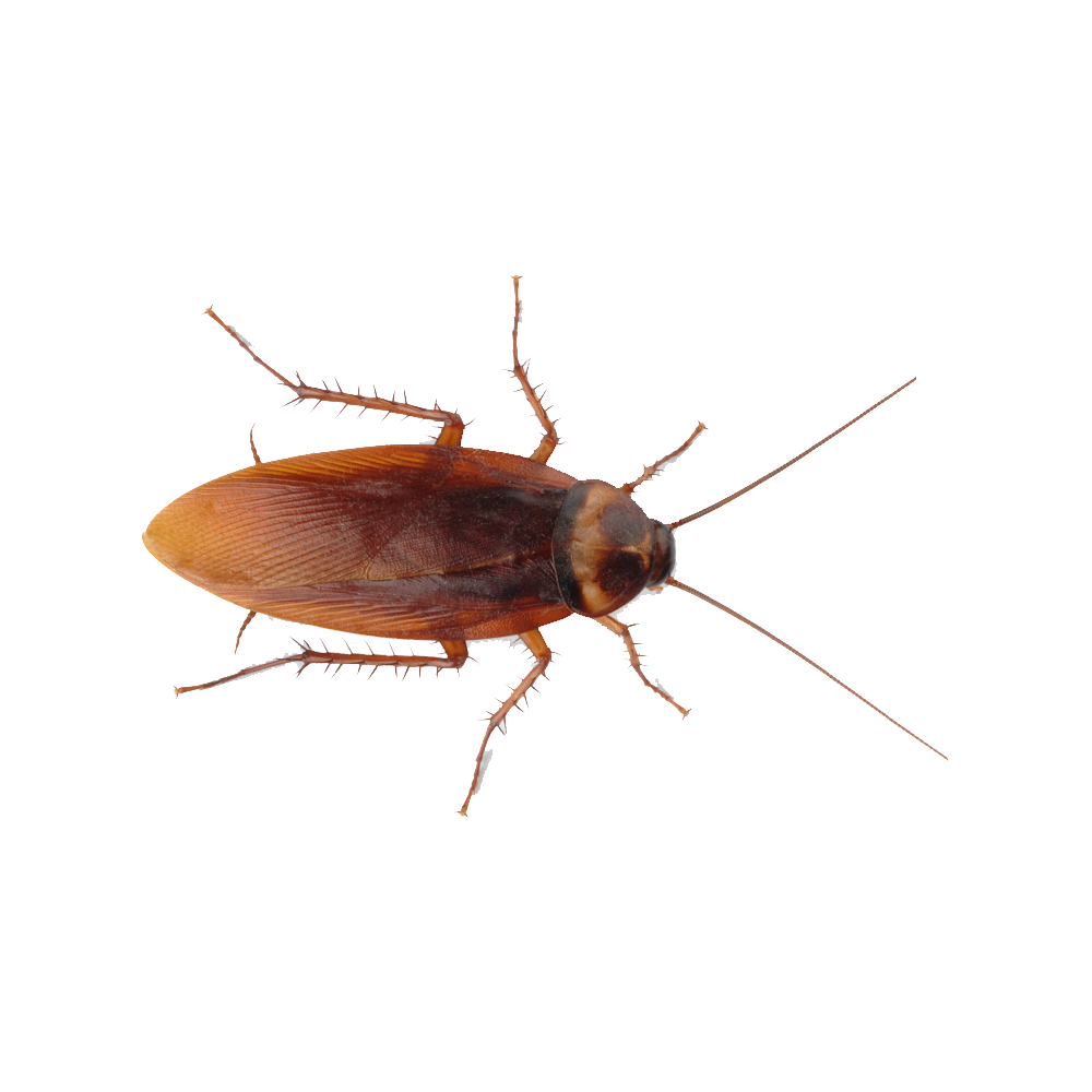 Roach Transparent Photo
