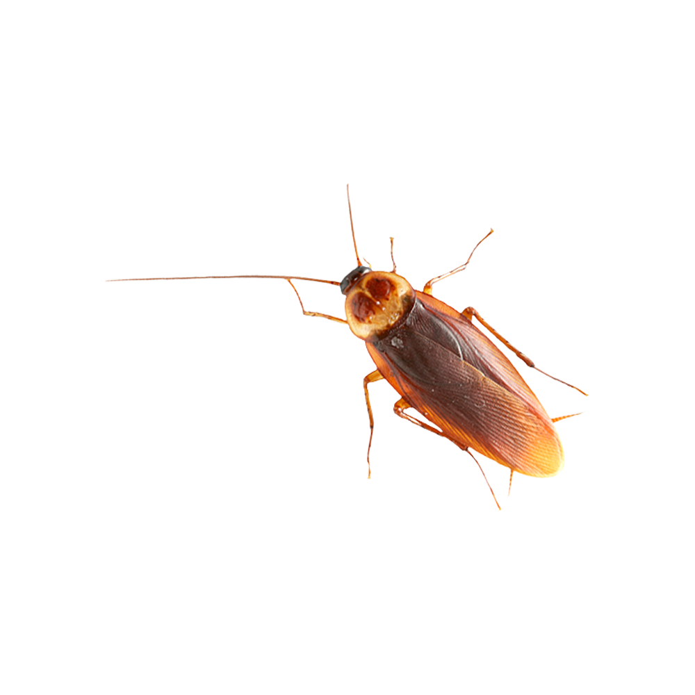 Roach Transparent Picture