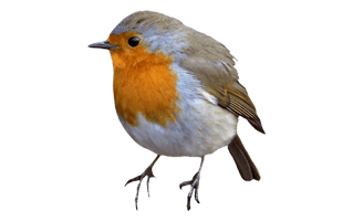 Robin PNG