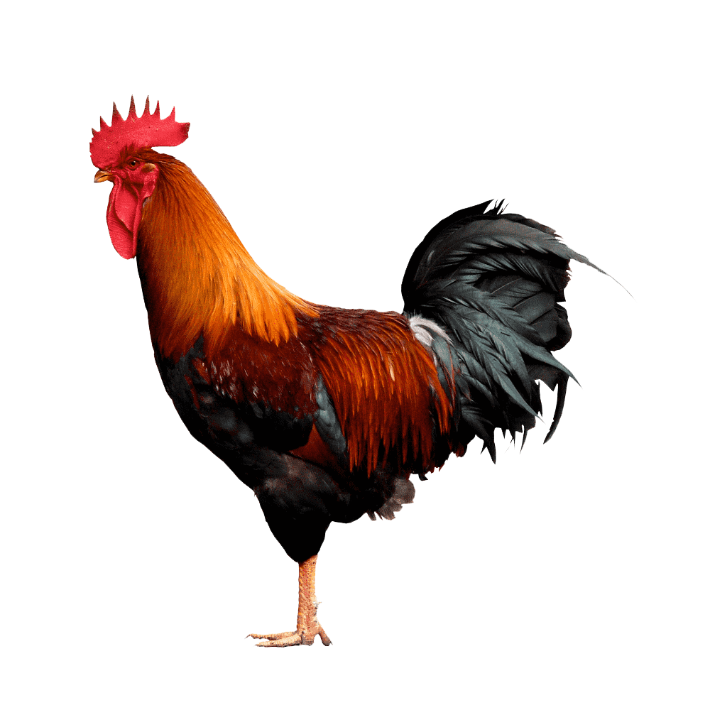 Rooster Transparent Photo