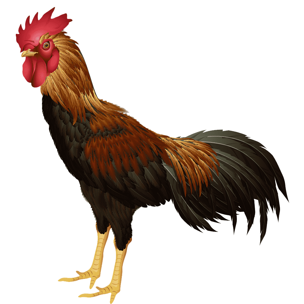 Rooster Transparent Picture