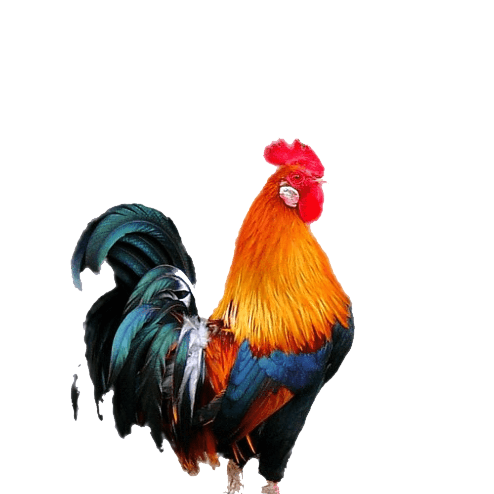 Rooster Transparent Clipart