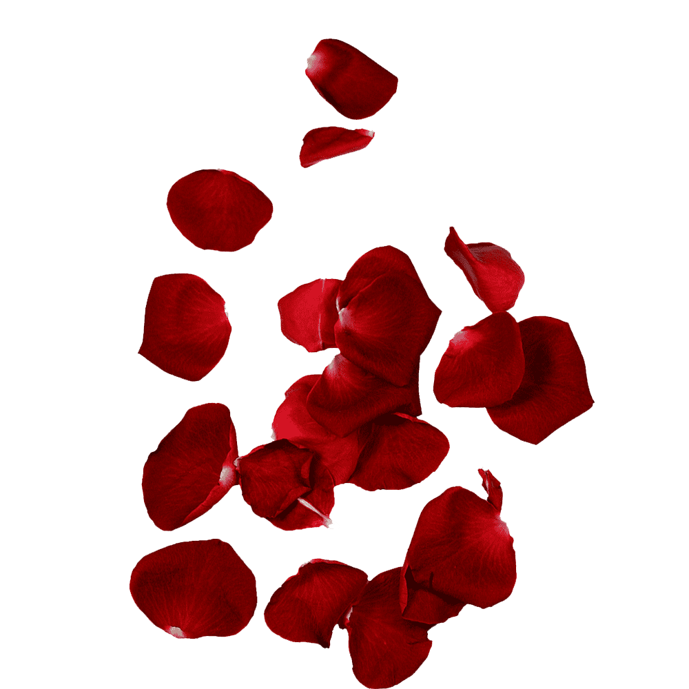 Rose Petals Transparent Picture