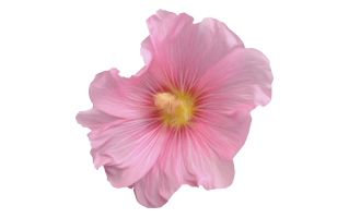 Rosemallow PNG