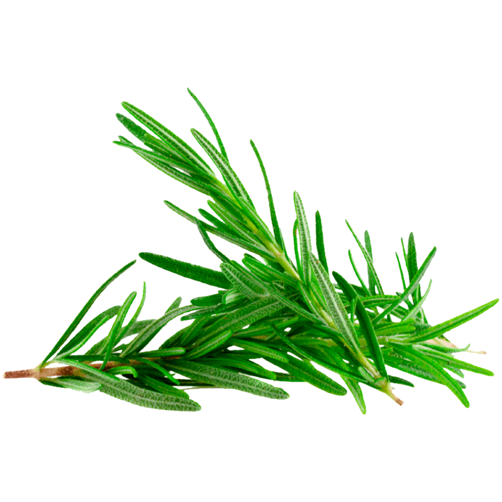Rosemary  Transparent Clipart