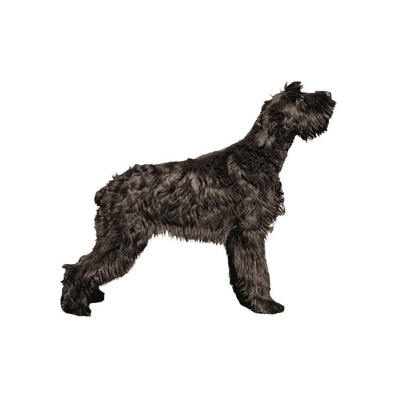 Russian Terrier Transparent Picture
