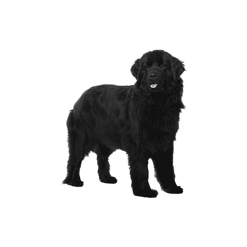 Russian Terrier Transparent Gallery