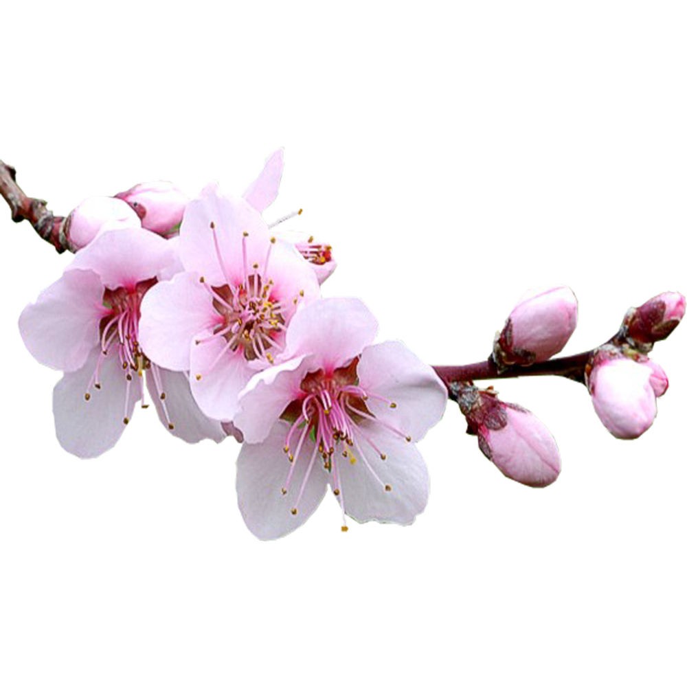 Sakura Transparent Image