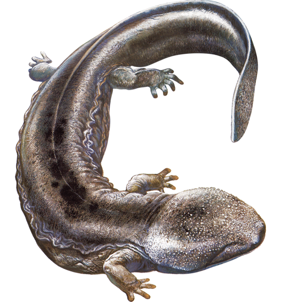 Salamander Transparent Image