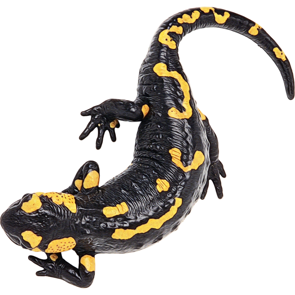 Salamander Transparent Photo