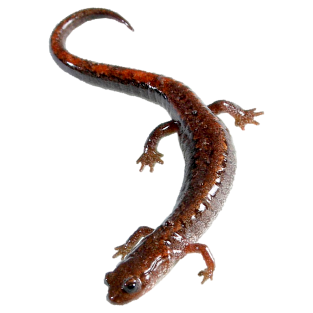 Salamander Transparent Picture