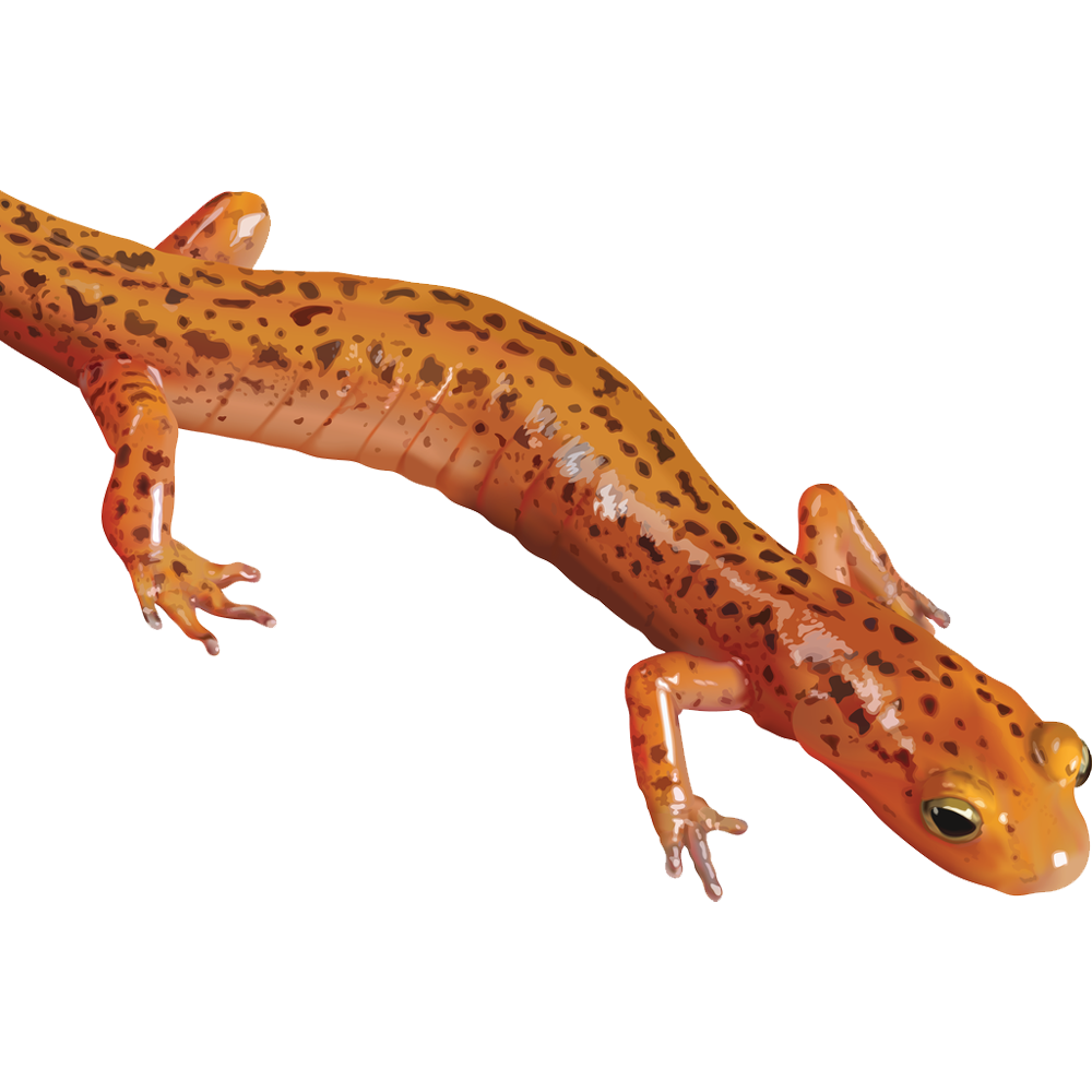 Salamander Transparent Clipart