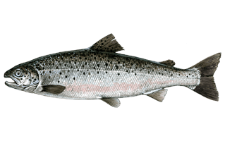 Salmon Fish PNG