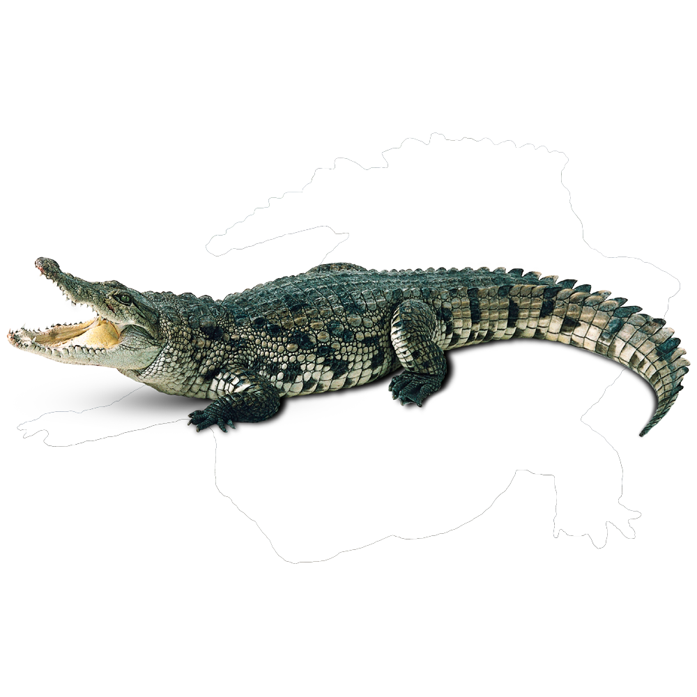 Saltwater Crocodile  Transparent Image