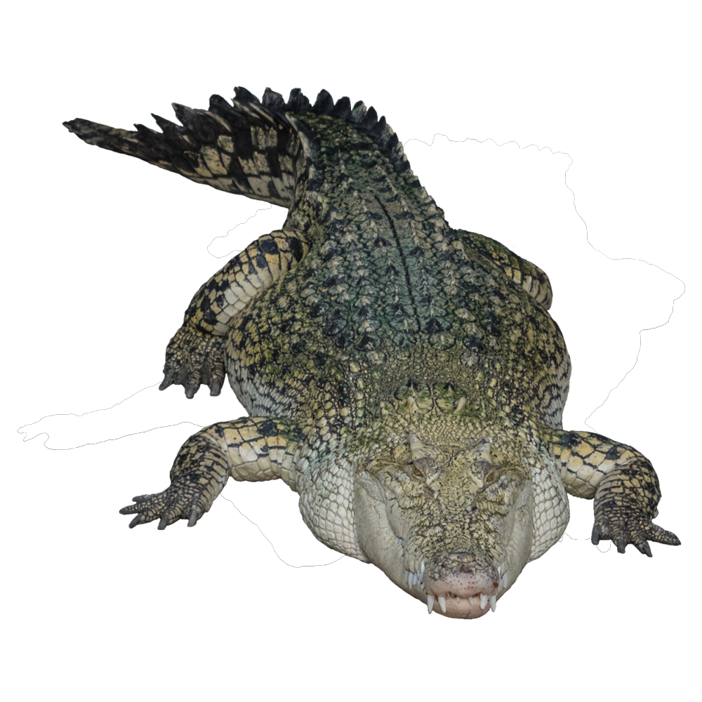 Saltwater Crocodile  Transparent Photo