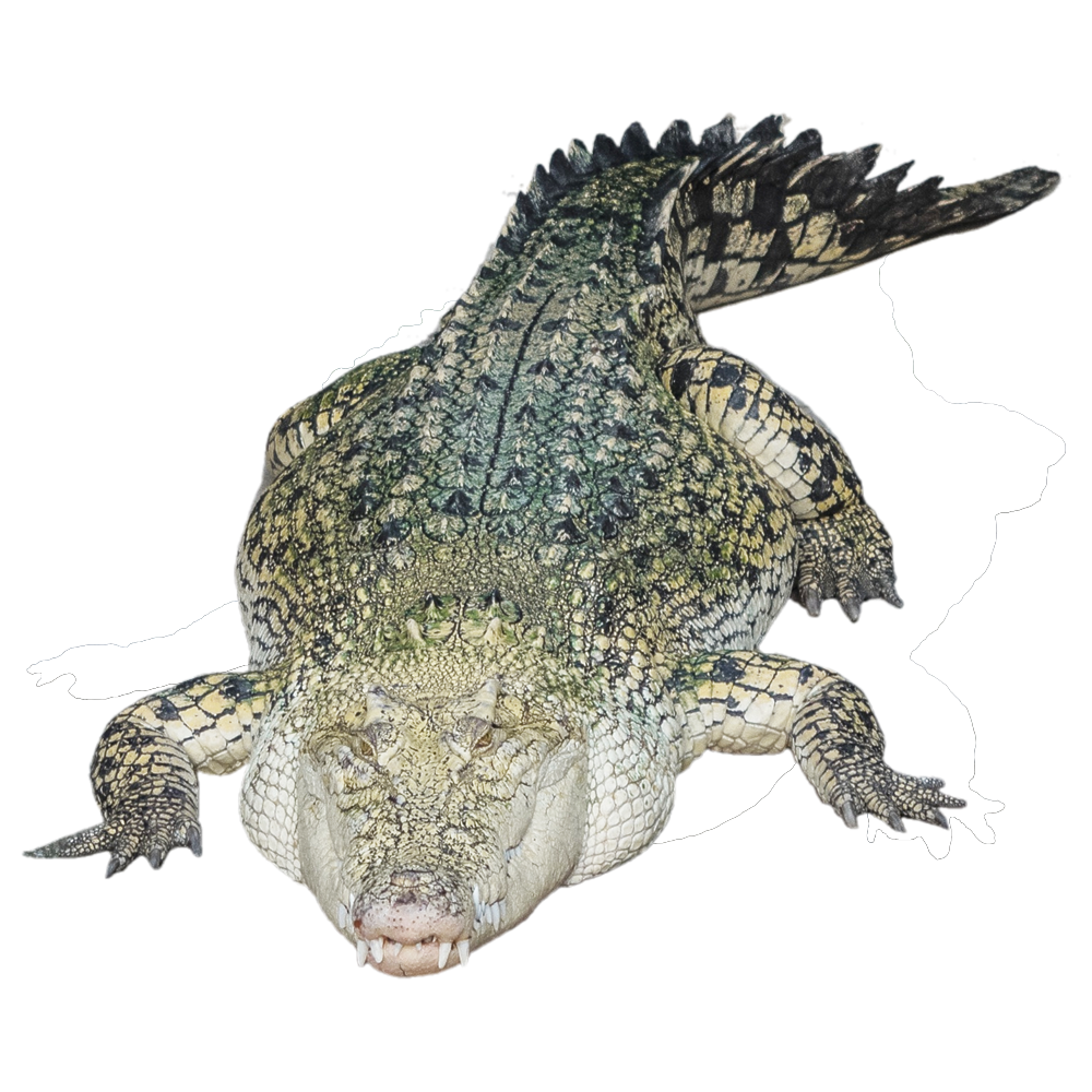 Saltwater Crocodile Transparent Picture