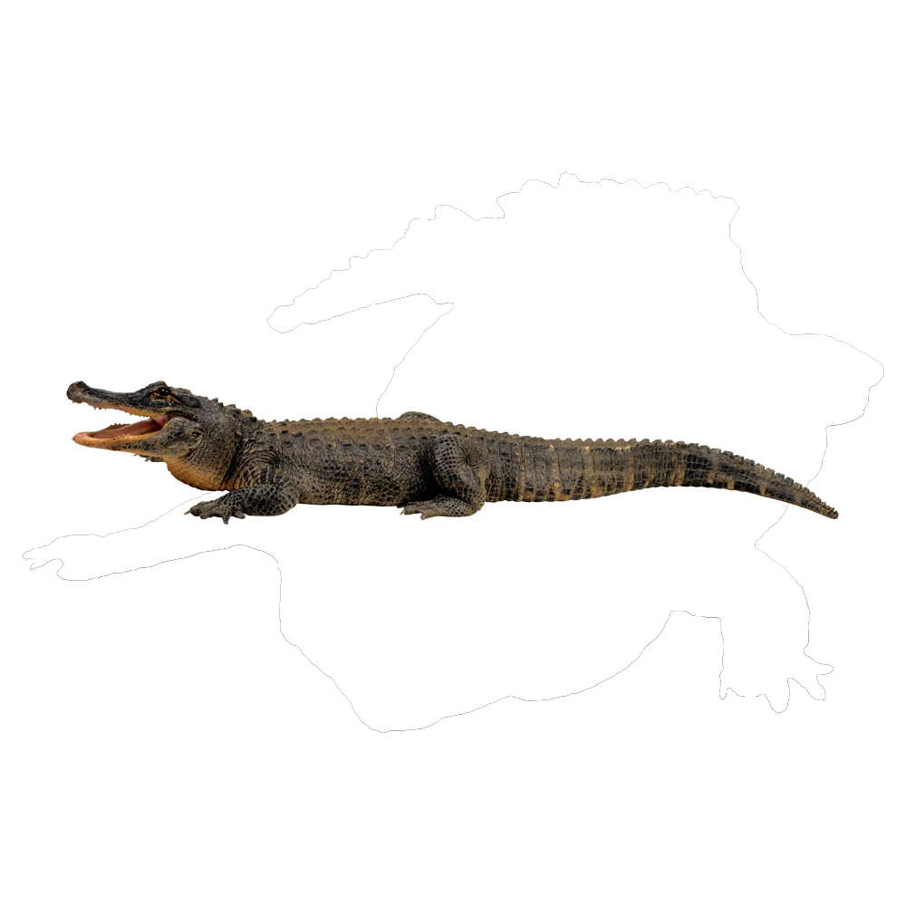 Saltwater Crocodile  Transparent Clipart
