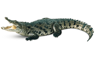 Saltwater Crocodile PNG
