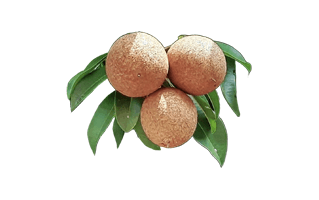 Sapote PNG