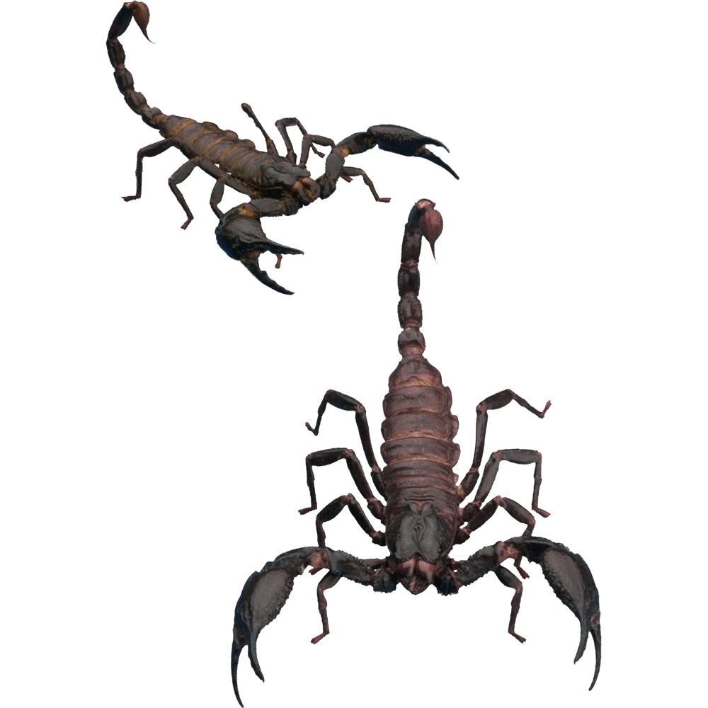 Scorpion Transparent Image