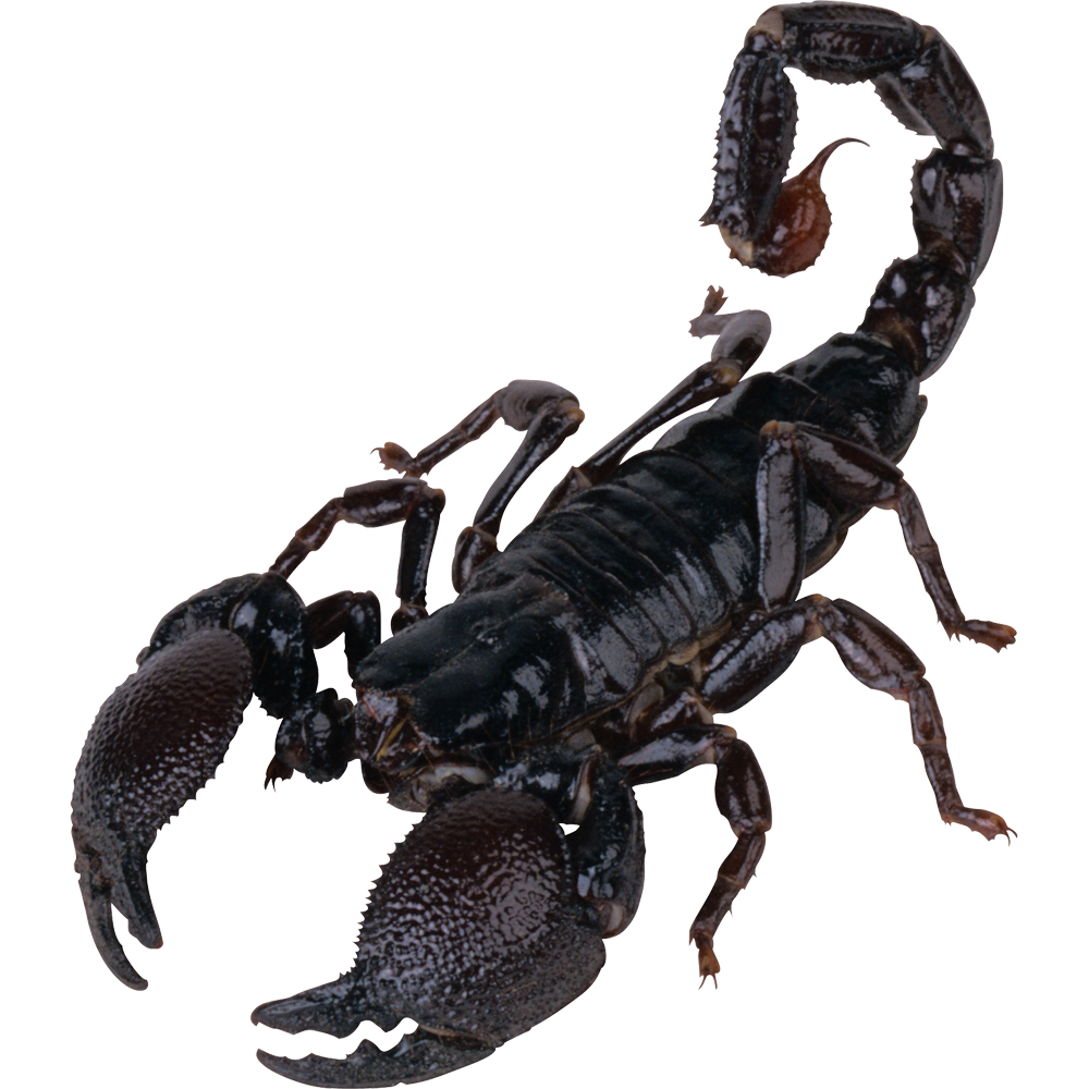 Scorpion Transparent Photo