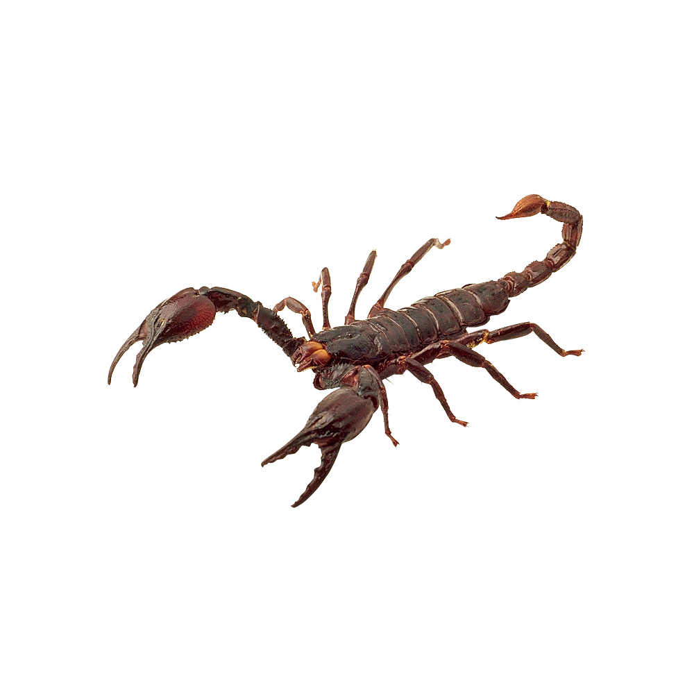 Scorpion Transparent Picture
