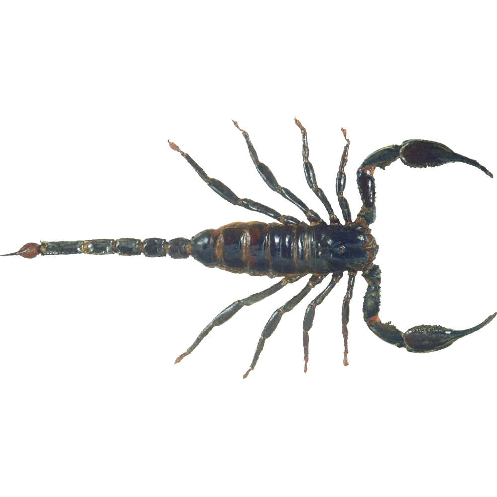 Scorpion Transparent Clipart
