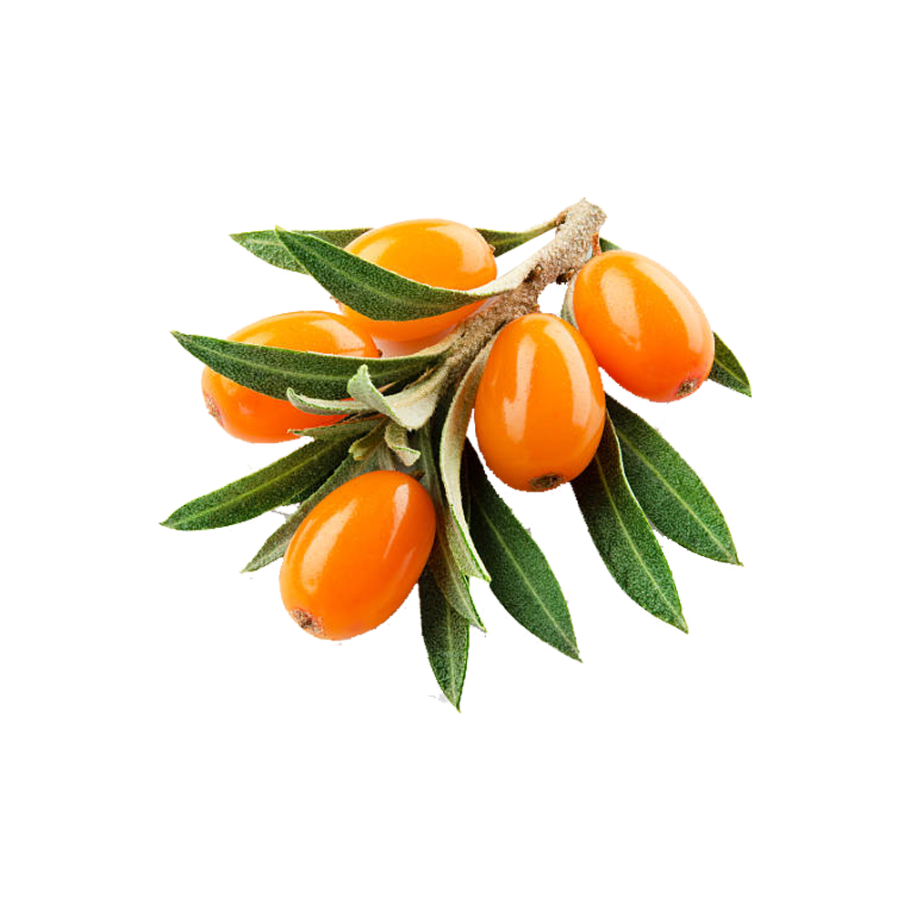 Sea Buckthorn Berry Transparent Picture