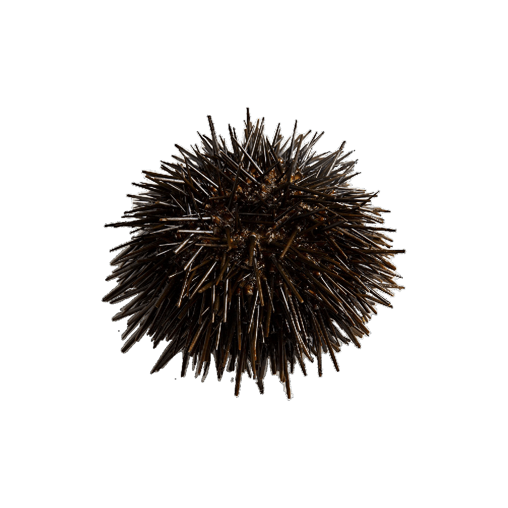 Sea Urchin  Transparent Image