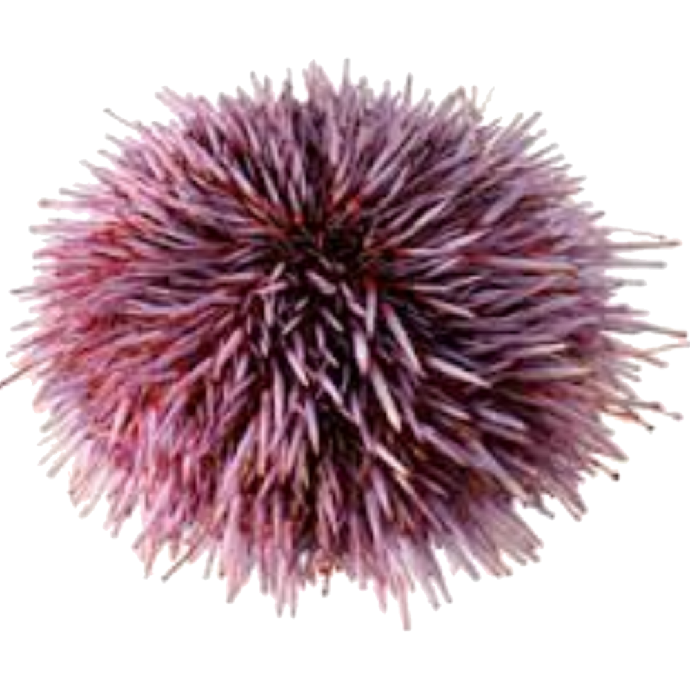 Sea Urchin  Transparent Photo