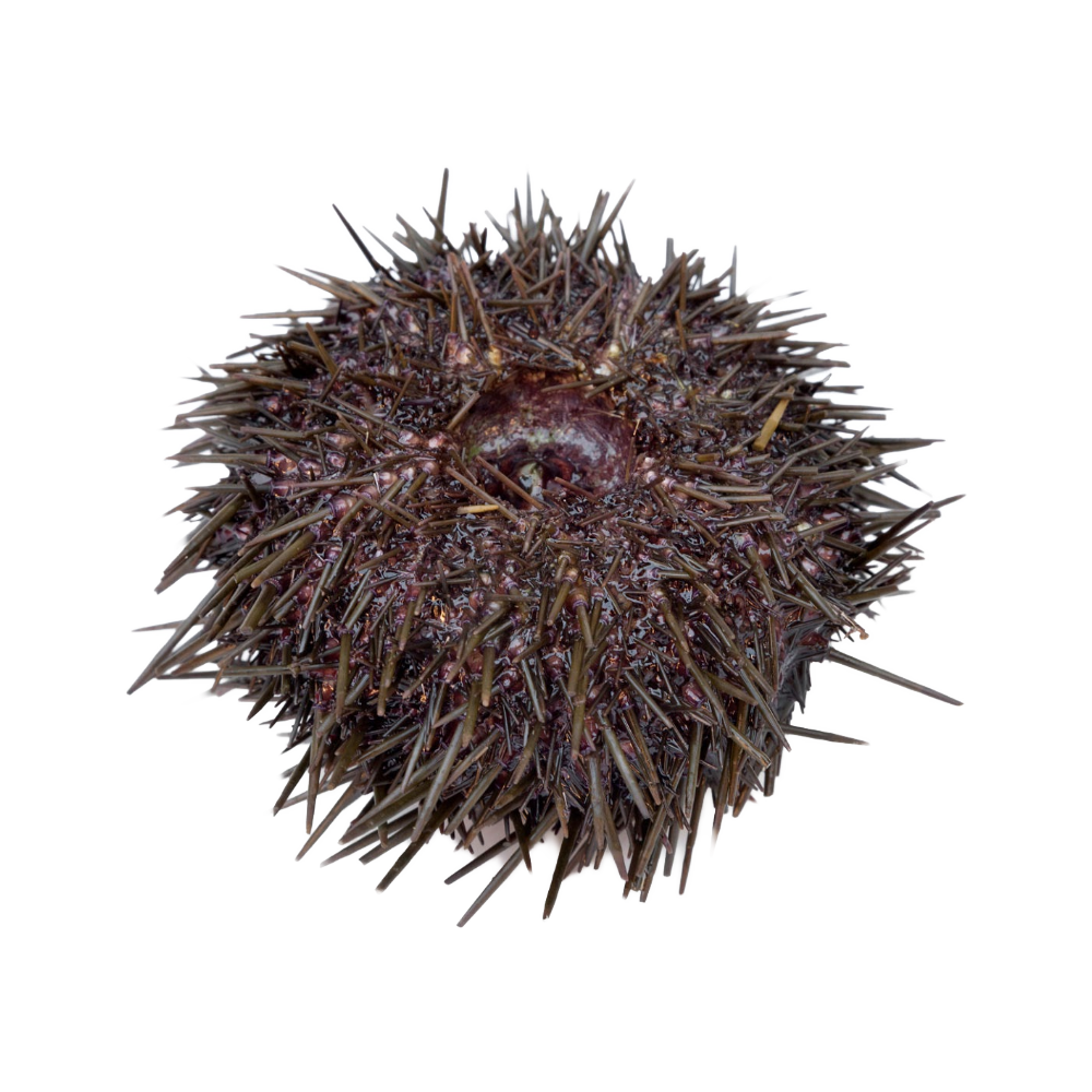 Sea Urchin Transparent Picture
