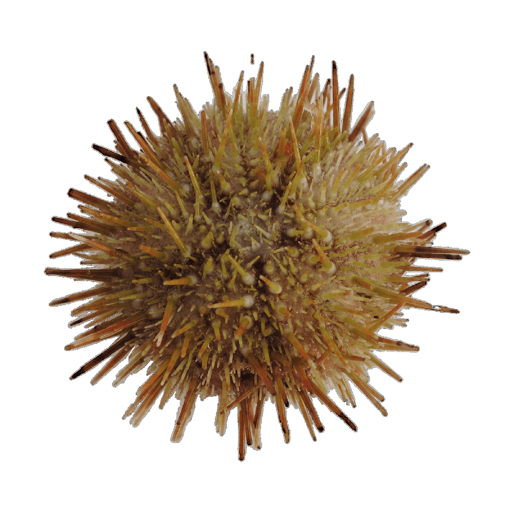 Sea Urchin  Transparent Clipart