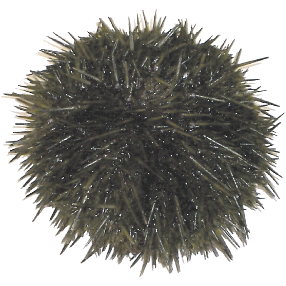 Sea Urchin  Transparent Gallery