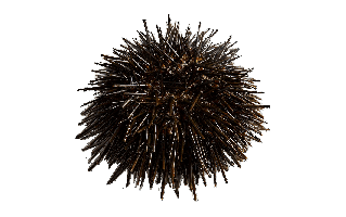 Sea Urchin PNG