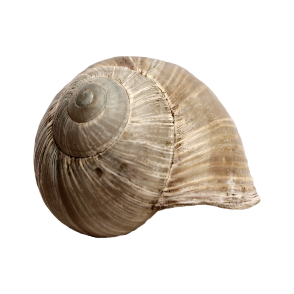 Seashell Transparent Image