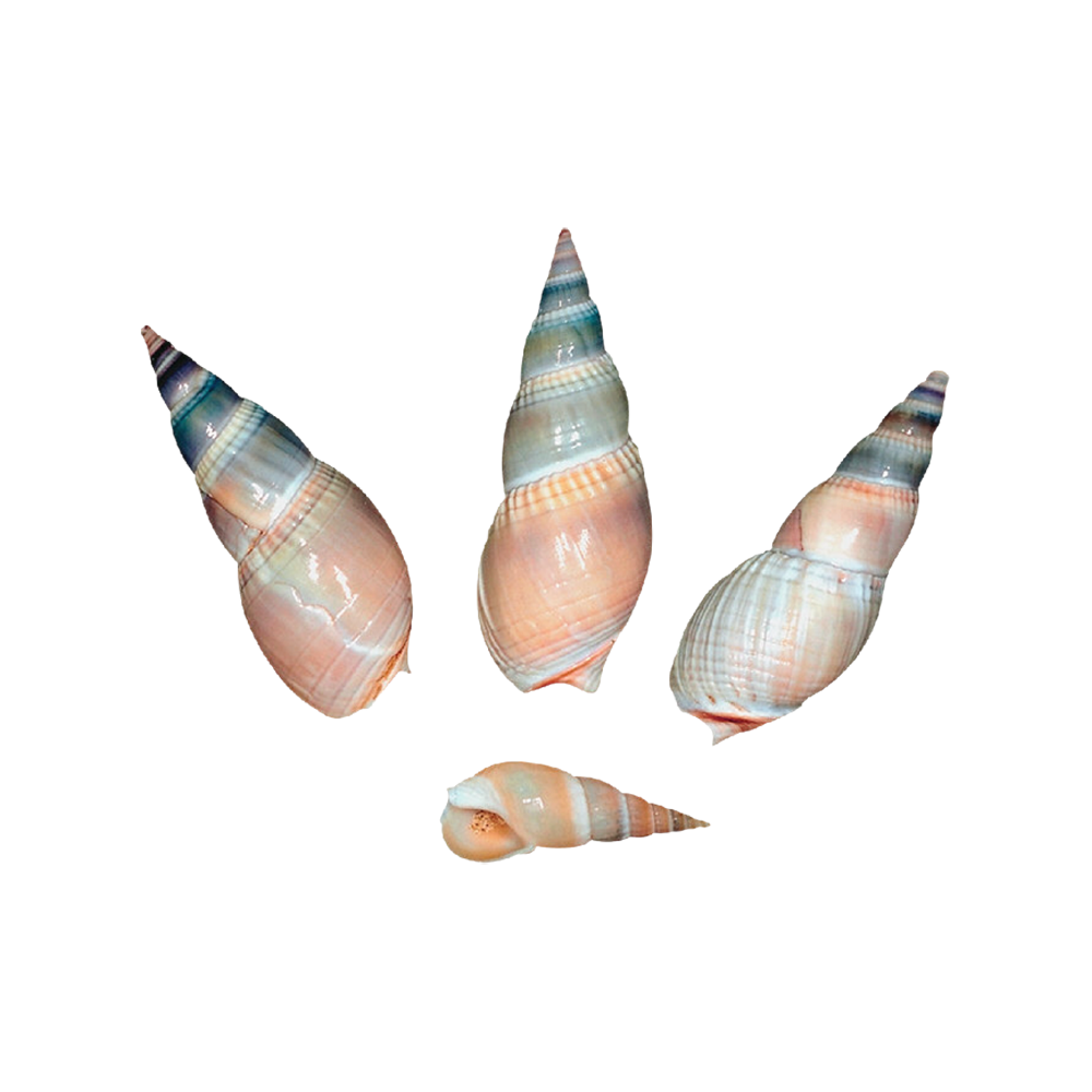 Seashell Transparent Clipart