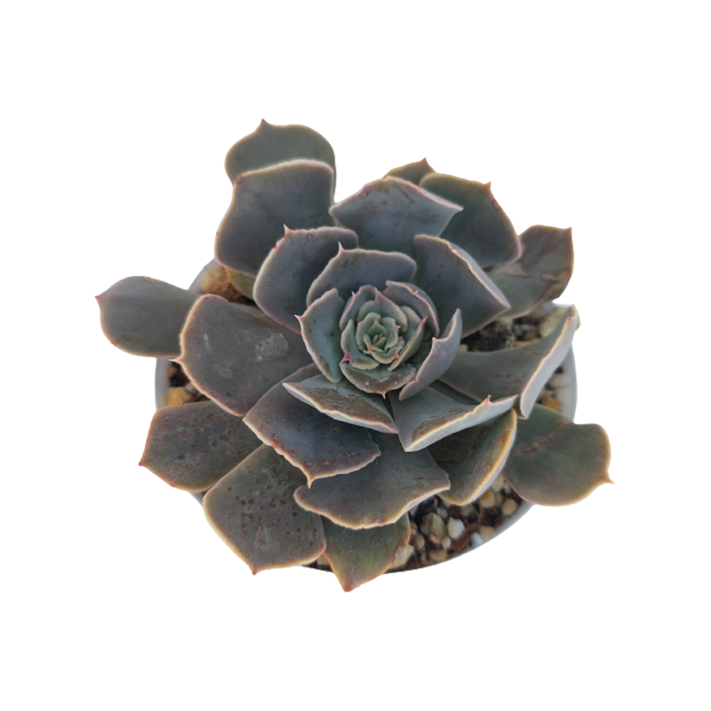 Sedeveria Rolly Plant Transparent Picture
