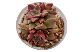Sedeveria Rolly Plant PNG
