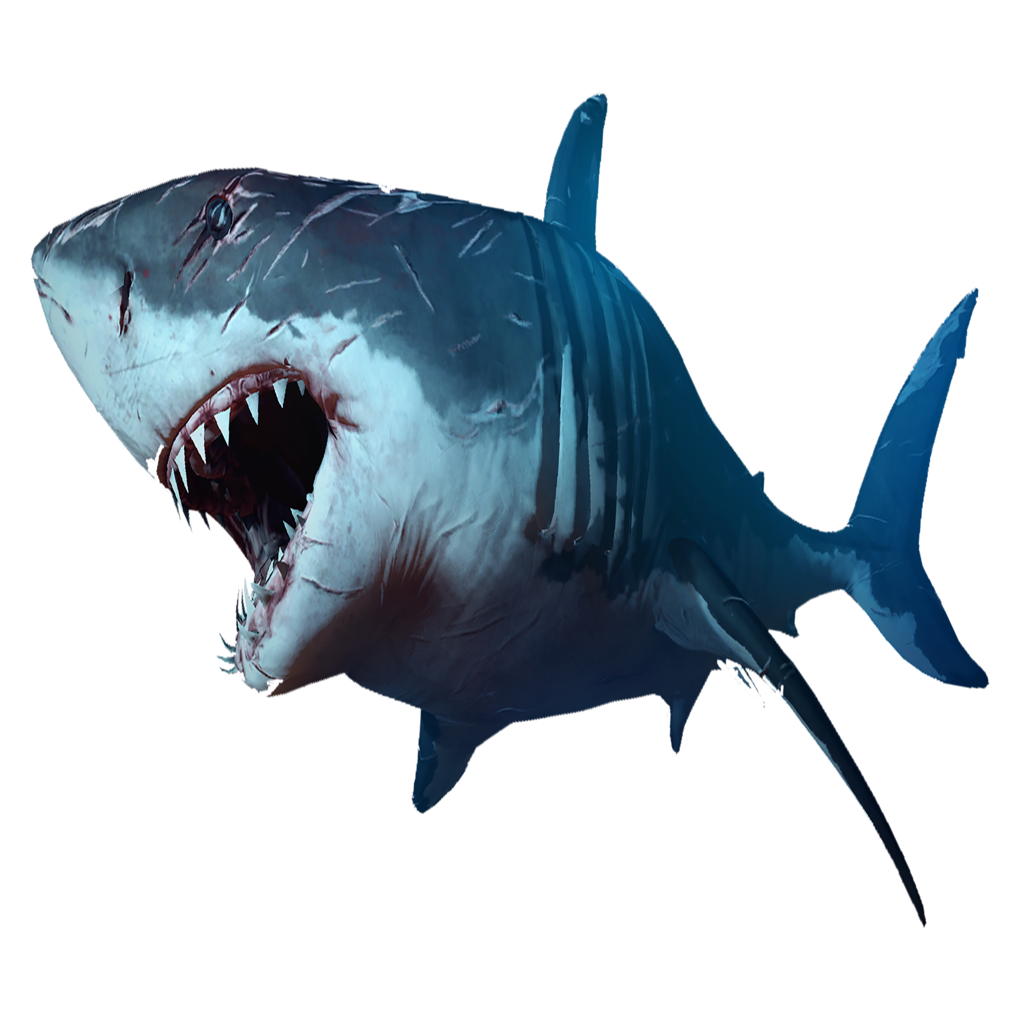 Shark Transparent Clipart