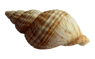 Shells PNG