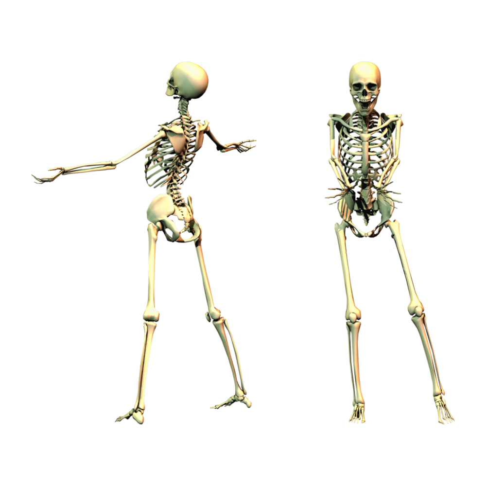 Skeleton  Transparent Photo